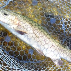 １０匹／ｈ超　～フィッシングパーク高島の泉～